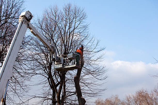 How Our Tree Care Process Works  in  Paloma Creek, TX